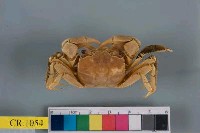 藏品(德氏仿厚蟹)的圖片